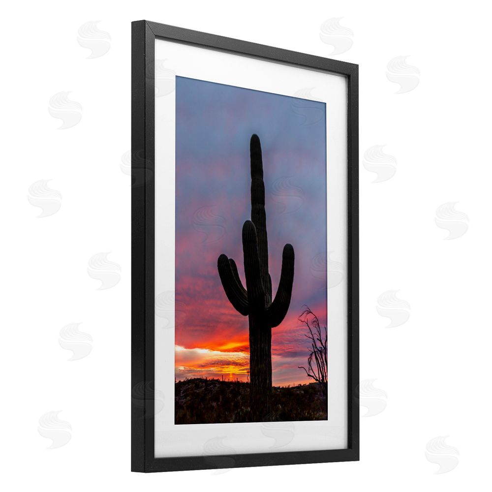 Jeff Poe Photography Arizona Cactus at Sunset Black Framed Print Under Glass with White Mat Wall Art