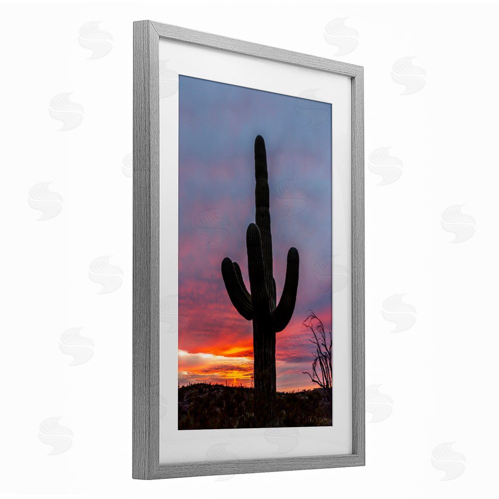 Jeff Poe Photography Arizona Cactus at Sunset Gray Framed Print Under Glass with White Mat Wall Art
