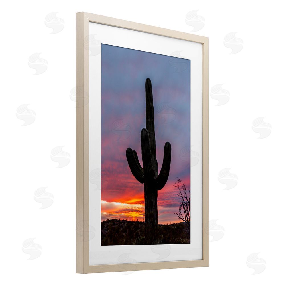 Jeff Poe Photography Arizona Cactus at Sunset Birch Framed Print Under Glass with White Mat Wall Art