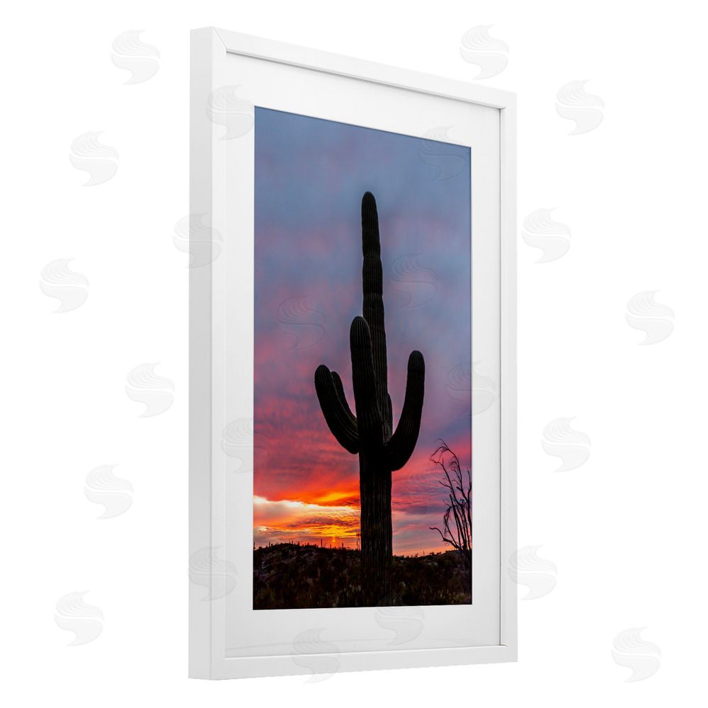 Jeff Poe Photography Arizona Cactus at Sunset White Framed Print Under Glass with Mat Wall Art