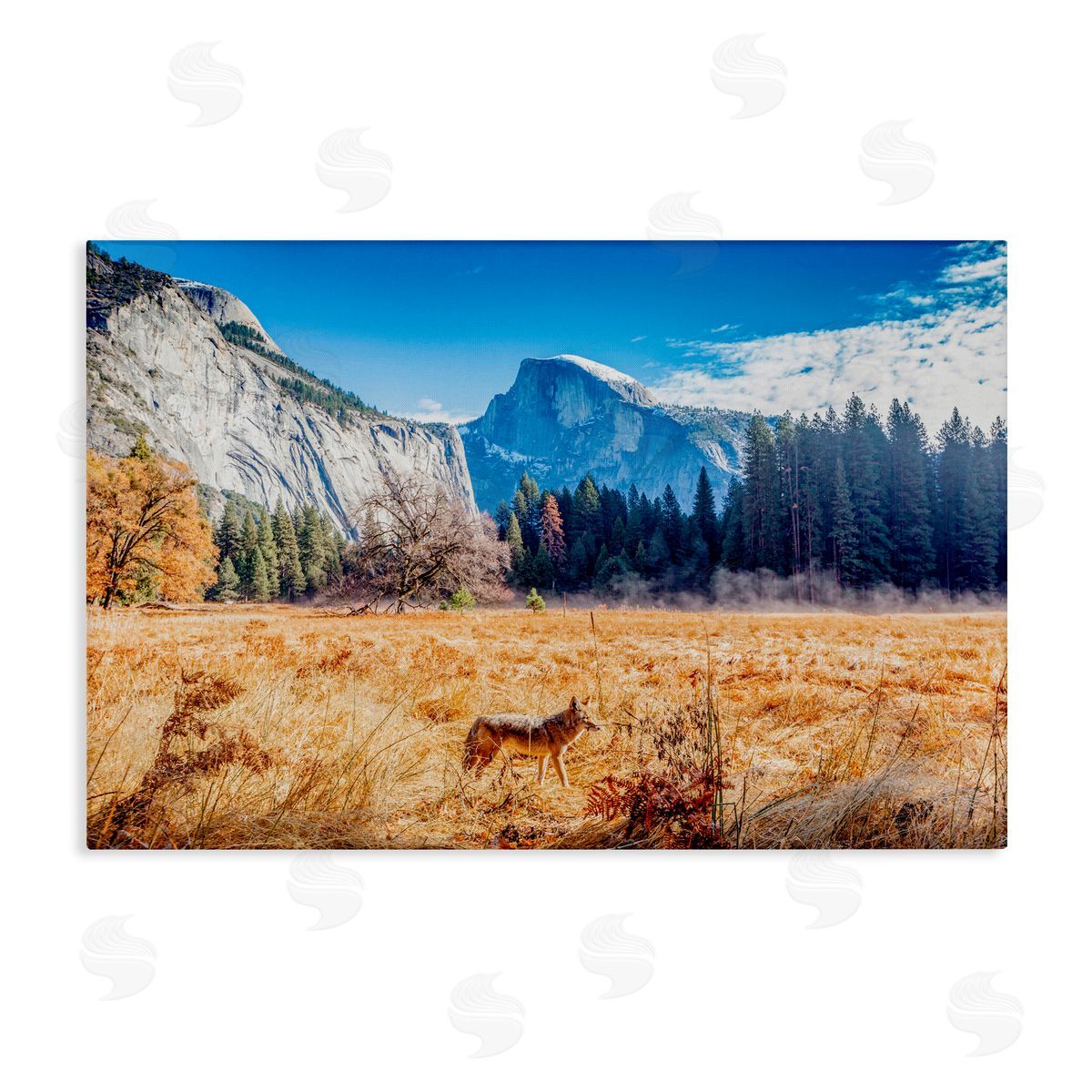 Jeff Poe Photography Coyote in Mountain Prairie Canvas Wall Art Print