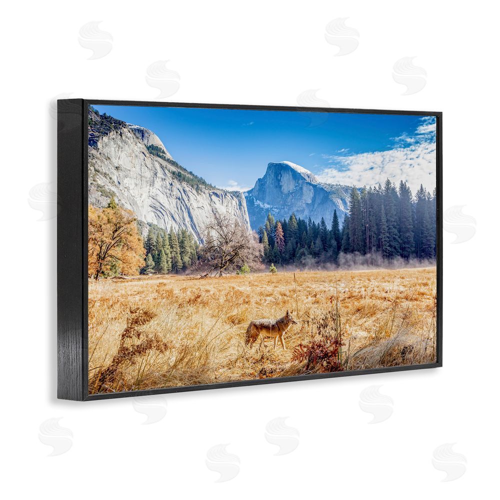 Jeff Poe Photography Coyote in Mountain Prairie Black Framed Giclee Wall Art Print
