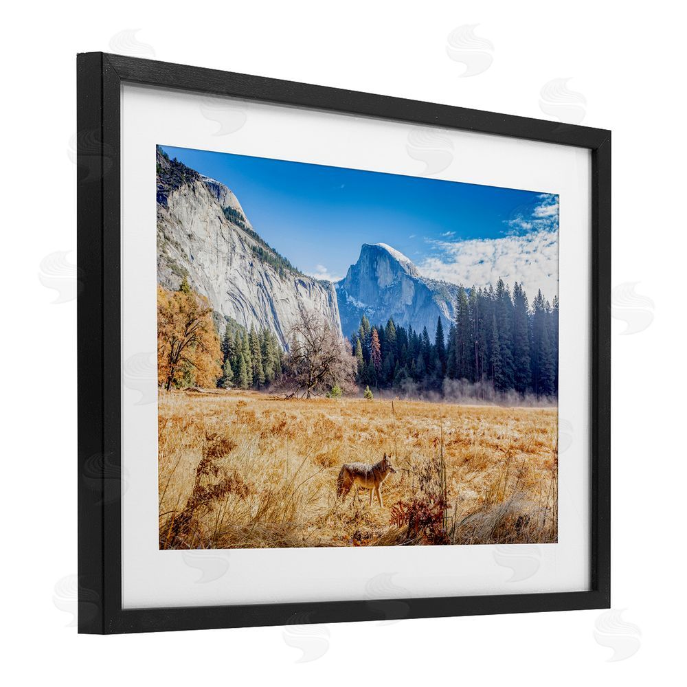 Jeff Poe Photography Coyote in Mountain Prairie Black Framed Print Under Glass with White Mat Wall Art