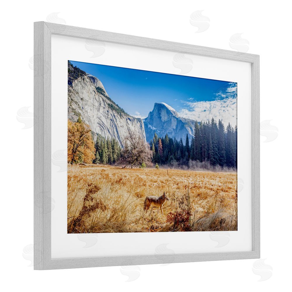 Jeff Poe Photography Coyote in Mountain Prairie Gray Framed Print Under Glass with White Mat Wall Art