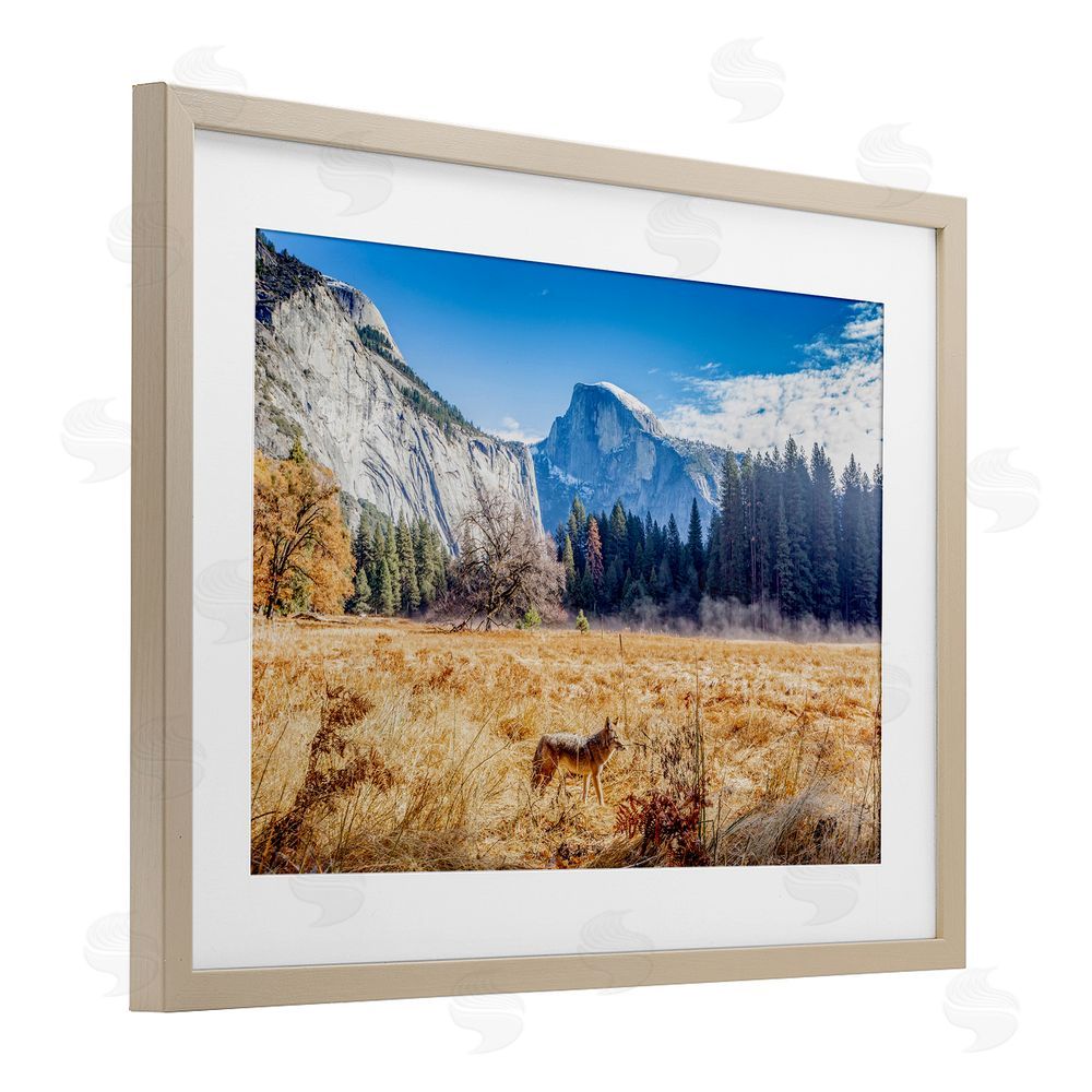 Jeff Poe Photography Coyote in Mountain Prairie Birch Framed Print Under Glass with White Mat Wall Art