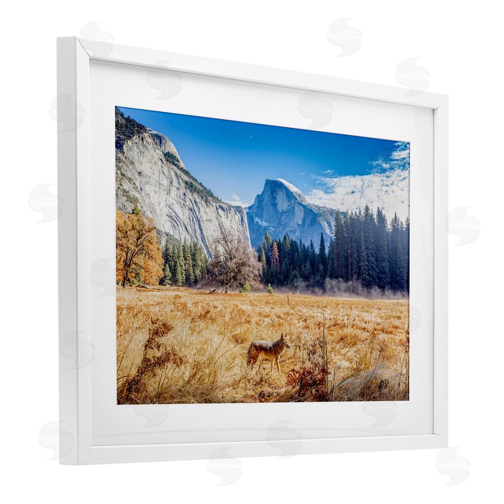 Jeff Poe Photography Coyote in Mountain Prairie White Framed Print Under Glass with Mat Wall Art