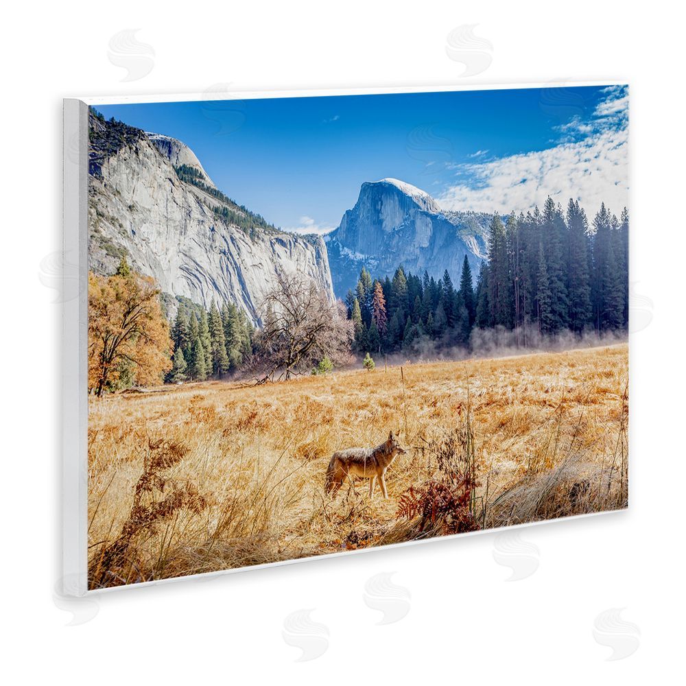 Jeff Poe Photography Coyote in Mountain Prairie Wall Plaque Art Print