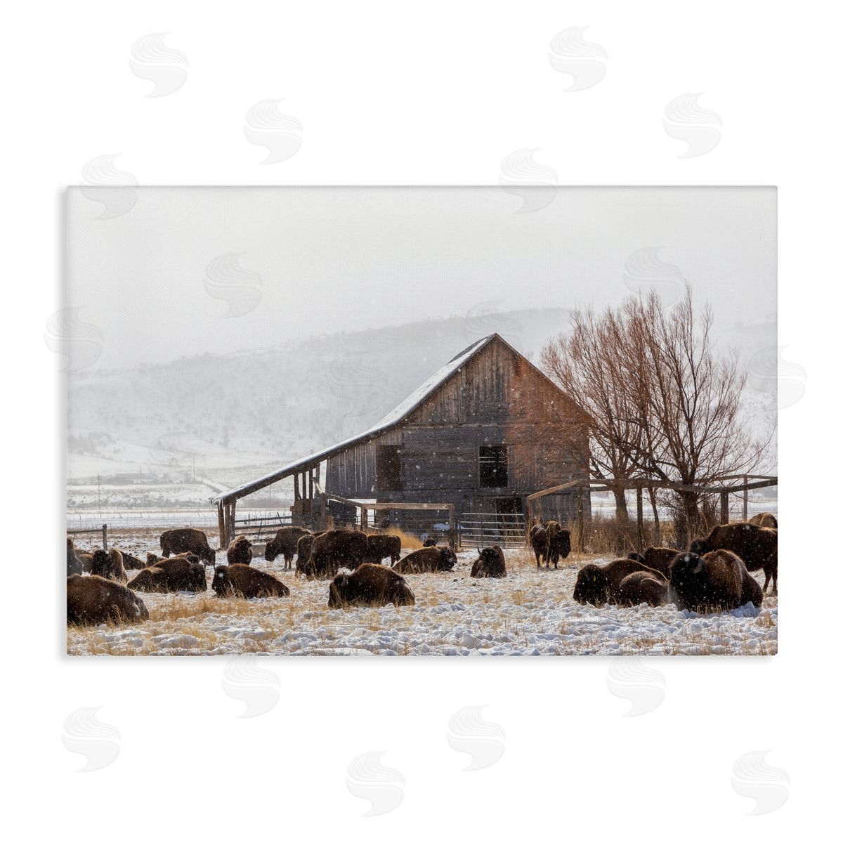 Jeff Poe Photography Colorado Buffalo Snowy Farm Canvas Wall Art Print