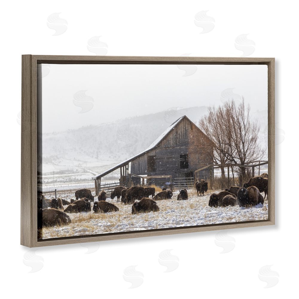 Jeff Poe Photography Colorado Buffalo Snowy Farm Brown Floating Frame Canvas Wall Art Print