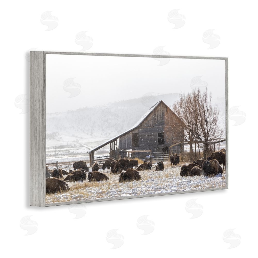 Jeff Poe Photography Colorado Buffalo Snowy Farm Gray Framed Giclee Wall Art Print
