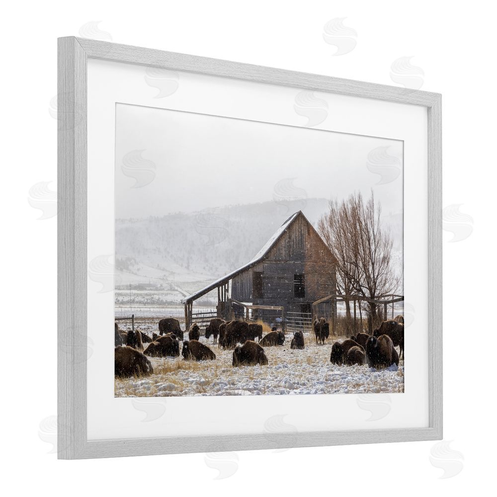 Jeff Poe Photography Colorado Buffalo Snowy Farm Gray Framed Print Under Glass with White Mat Wall Art