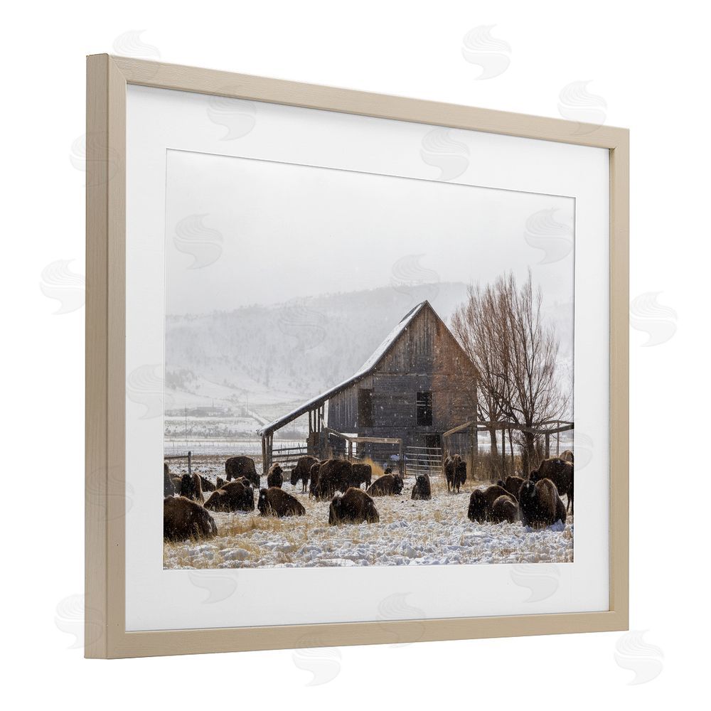Jeff Poe Photography Colorado Buffalo Snowy Farm Birch Framed Print Under Glass with White Mat Wall Art