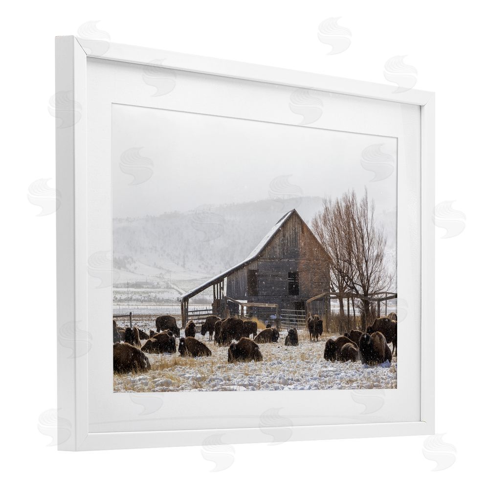 Jeff Poe Photography Colorado Buffalo Snowy Farm White Framed Print Under Glass with Mat Wall Art