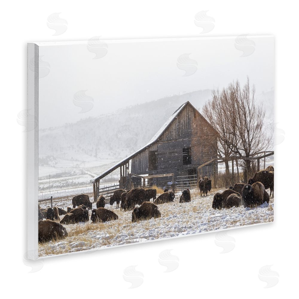 Jeff Poe Photography Colorado Buffalo Snowy Farm Wall Plaque Art Print