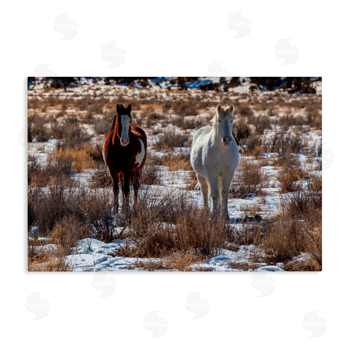 Jeff Poe Photography Arches Horse Pair in Snow Canvas Wall Art Print