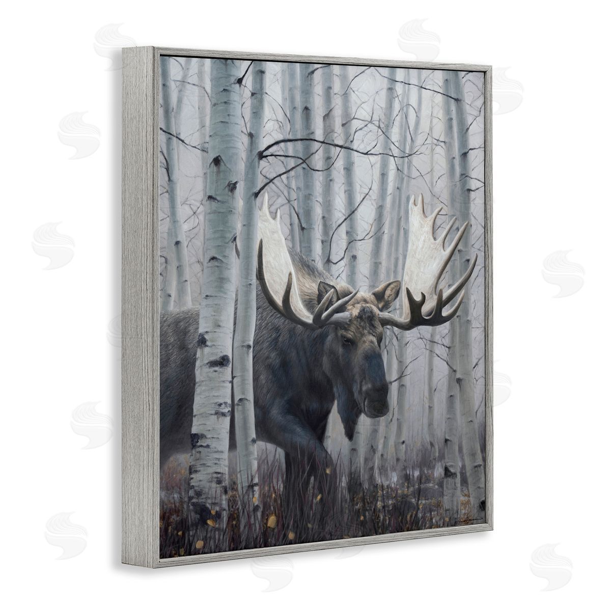 James Corwin Moose Peering in Birch Woods Gray Framed Giclee Wall Art Print