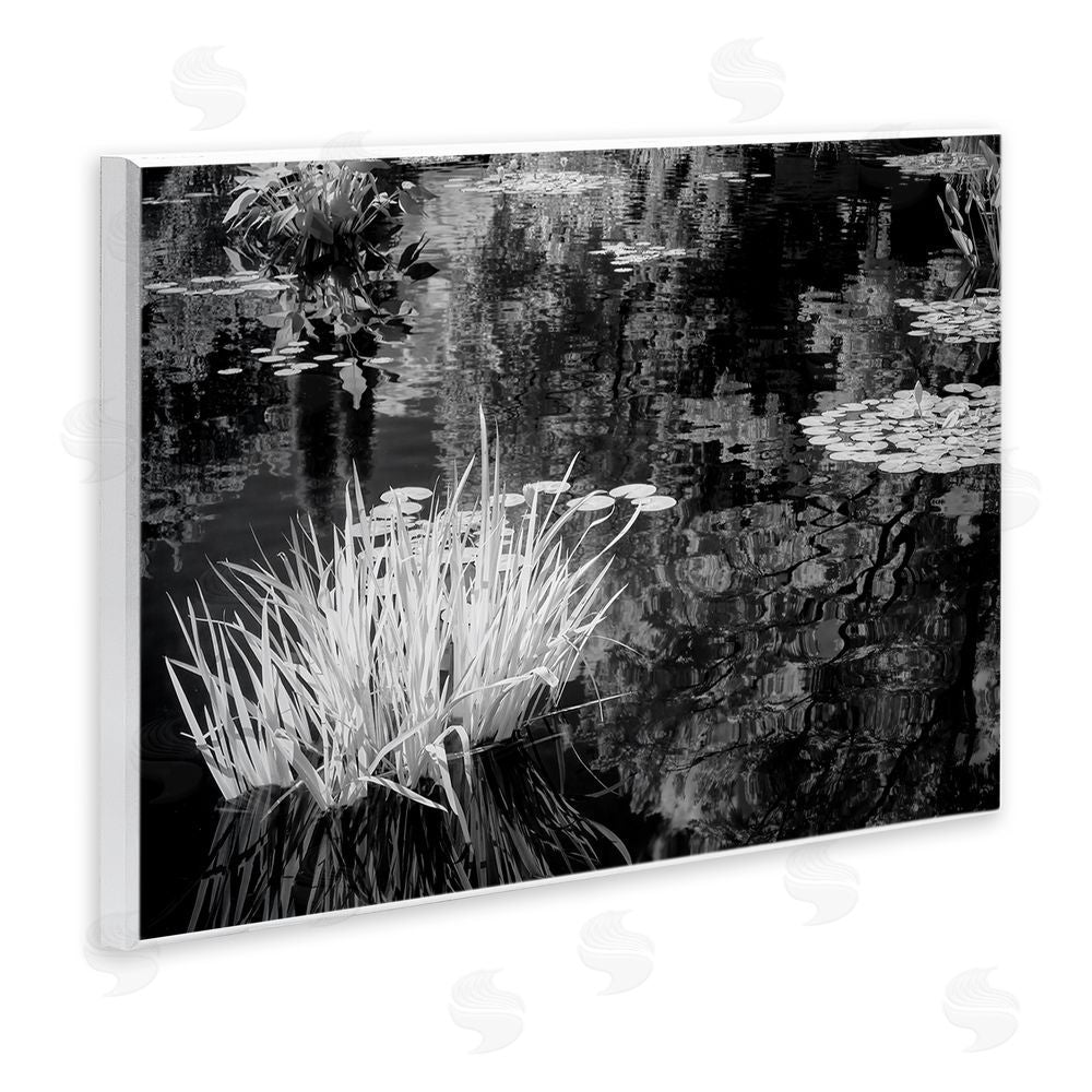Jon Evan Water Grasses In A Pond Wall Plaque Art Print
