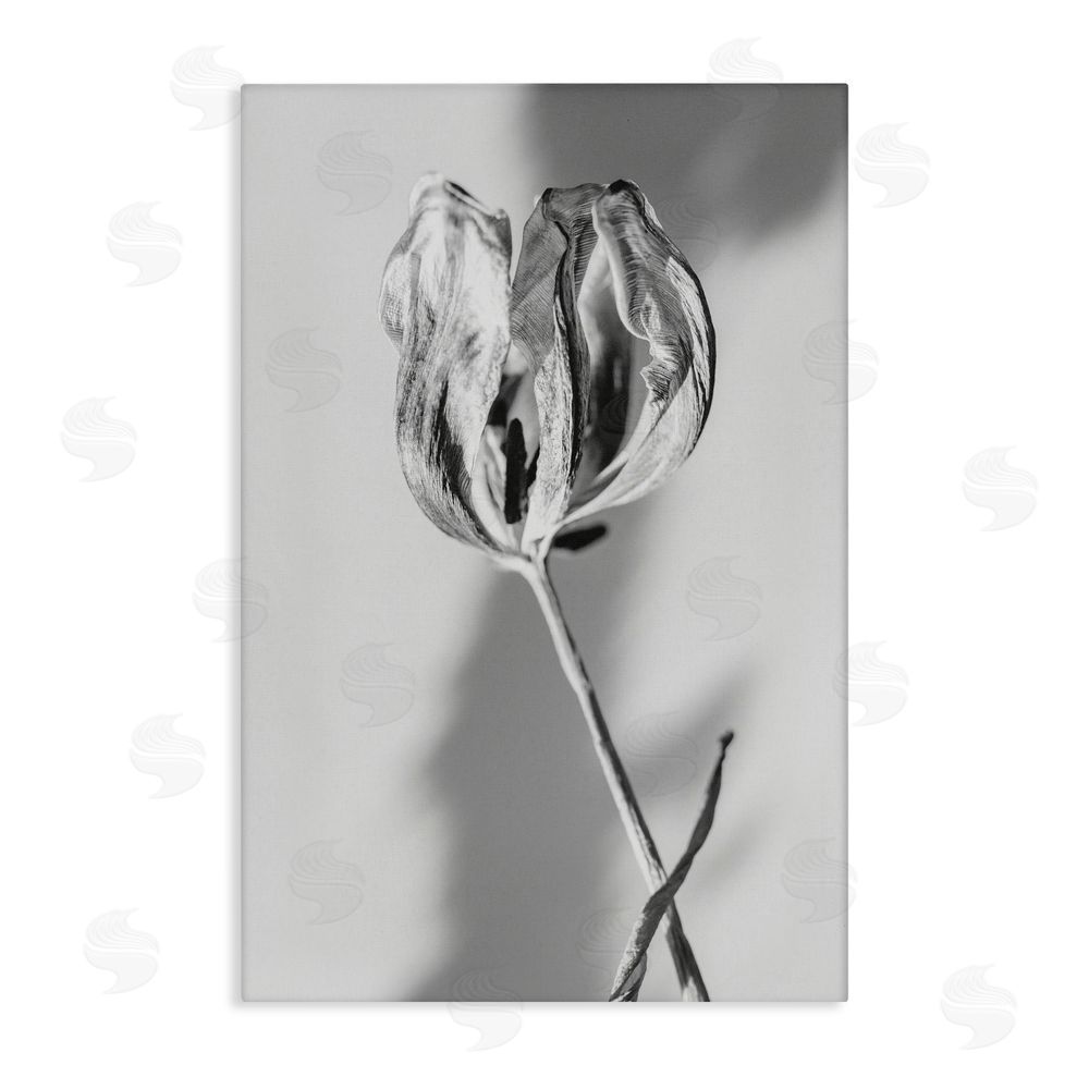 Amy Carroll Pale Requiem Tulip Canvas Wall Art Print