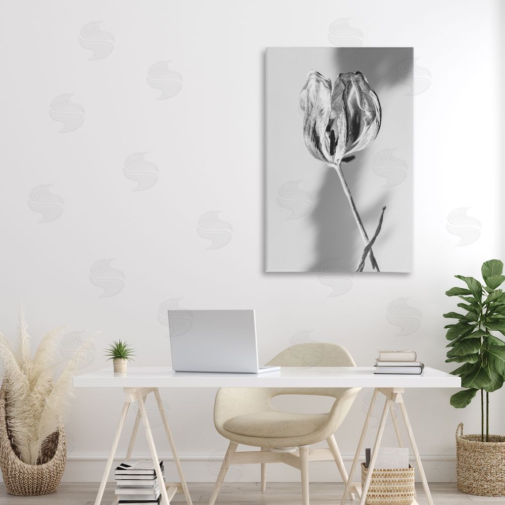 Amy Carroll Pale Requiem Tulip Canvas Art on Wall