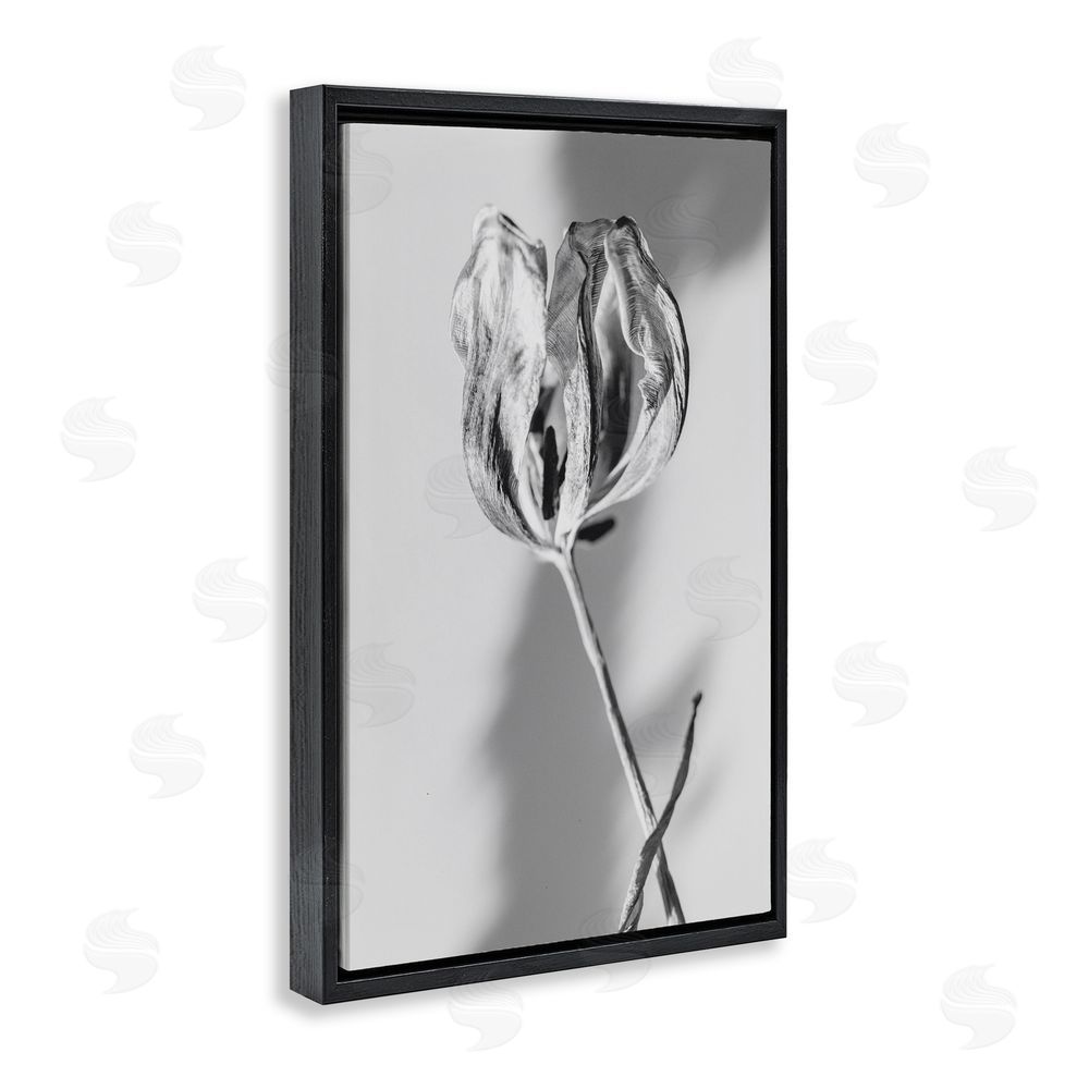 Amy Carroll Pale Requiem Tulip Black Floating Frame Canvas Wall Art Print