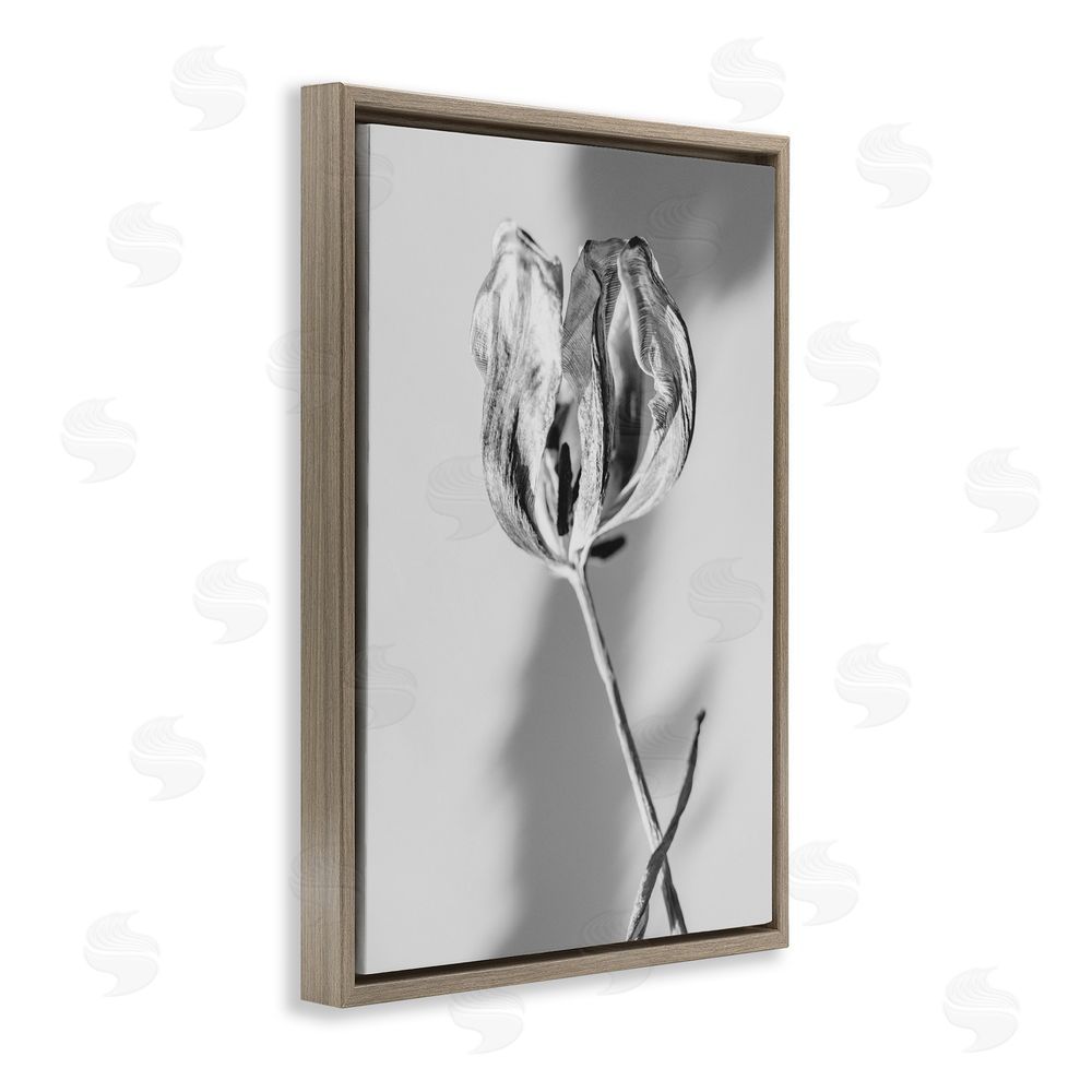 Amy Carroll Pale Requiem Tulip Brown Floating Frame Canvas Wall Art Print