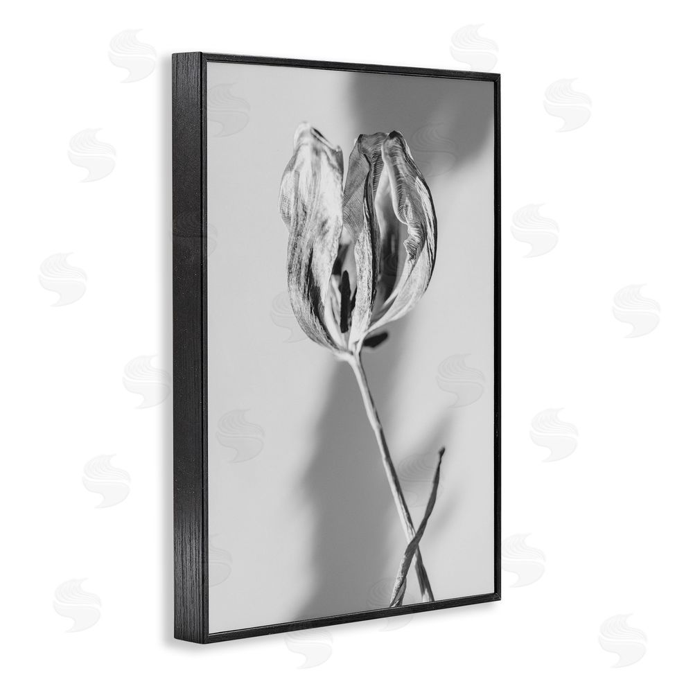 Amy Carroll Pale Requiem Tulip Black Framed Giclee Wall Art Print
