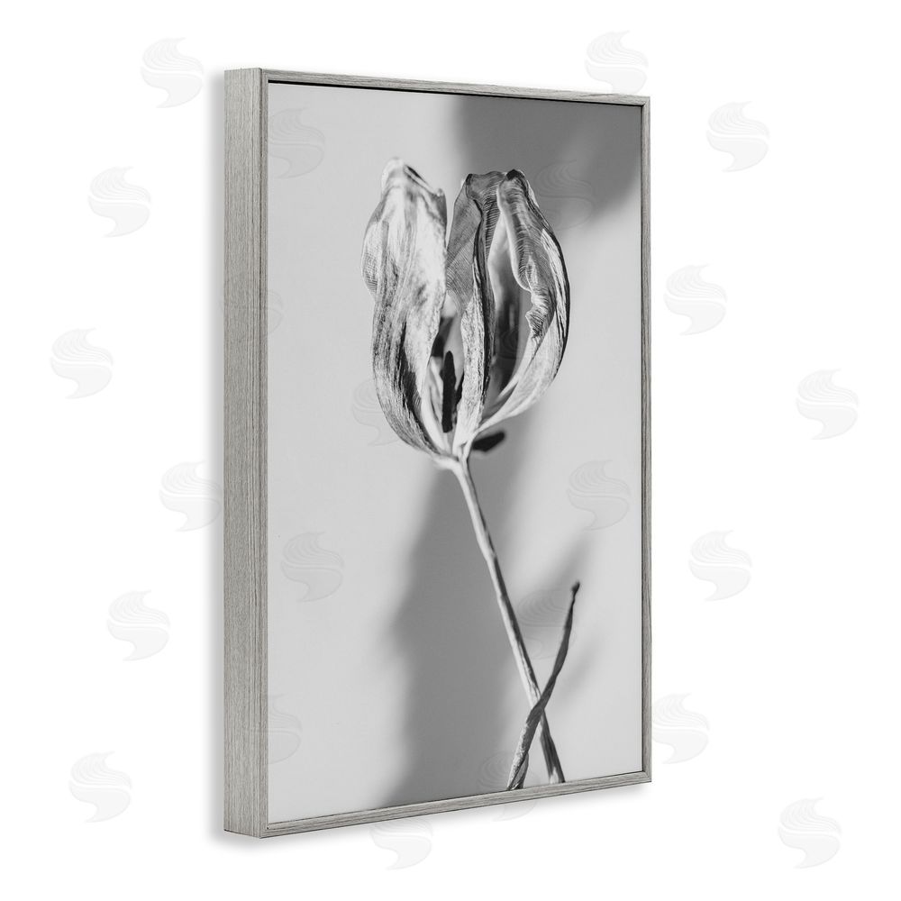 Amy Carroll Pale Requiem Tulip Gray Framed Giclee Wall Art Print