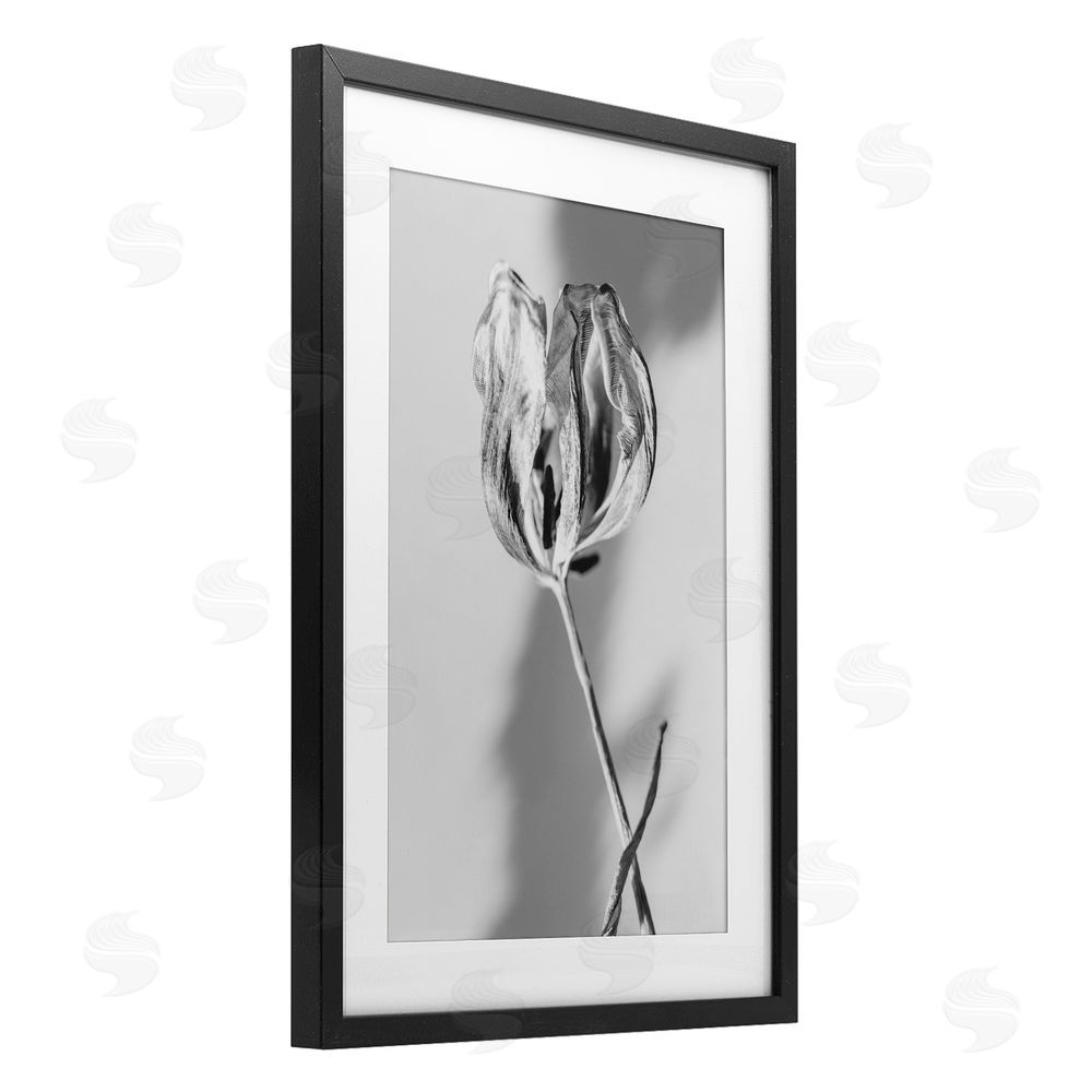 Amy Carroll Pale Requiem Tulip Black Framed Print Under Glass with White Mat Wall Art