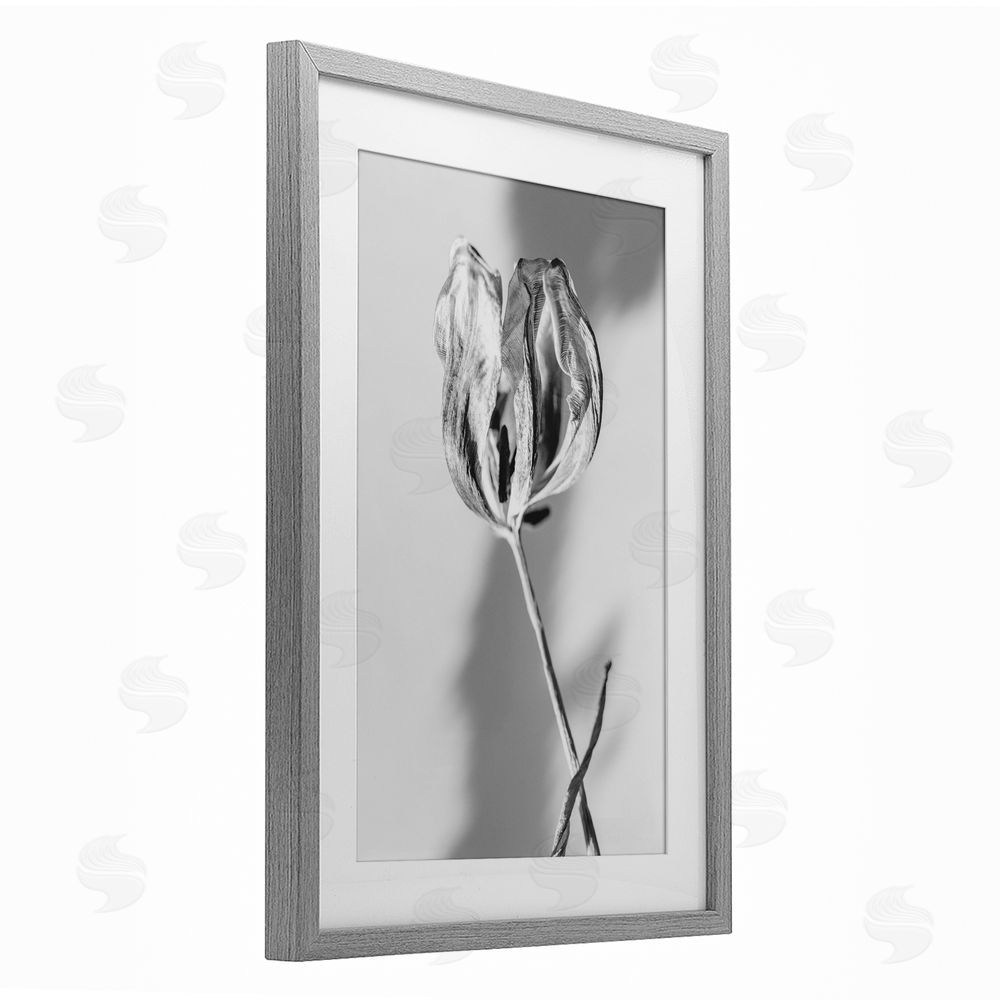Amy Carroll Pale Requiem Tulip Gray Framed Print Under Glass with White Mat Wall Art