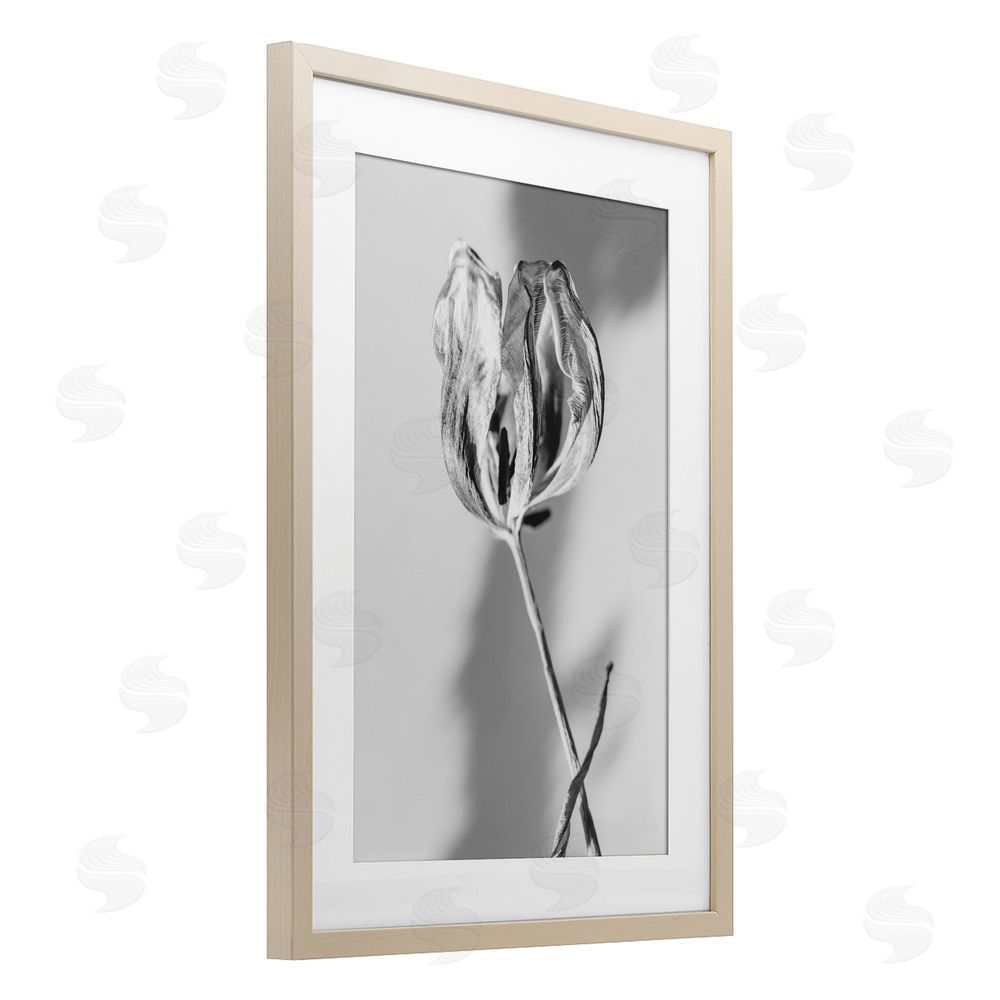 Amy Carroll Pale Requiem Tulip Birch Framed Print Under Glass with White Mat Wall Art