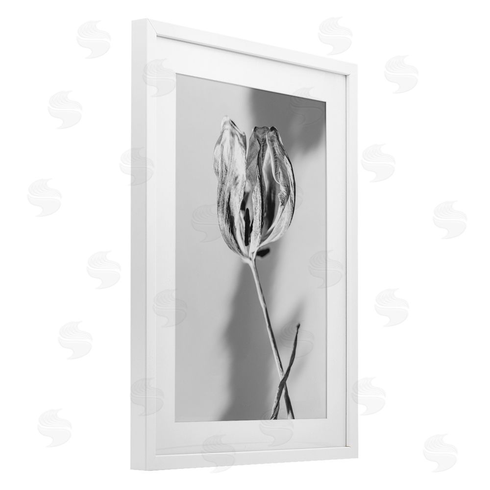 Amy Carroll Pale Requiem Tulip White Framed Print Under Glass with Mat Wall Art