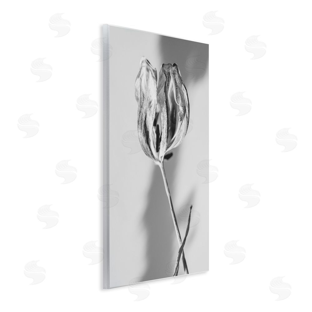 Amy Carroll Pale Requiem Tulip Wall Plaque Art Print