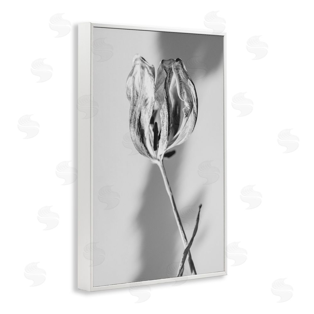 Amy Carroll Pale Requiem Tulip White Framed Giclee Wall Art Print
