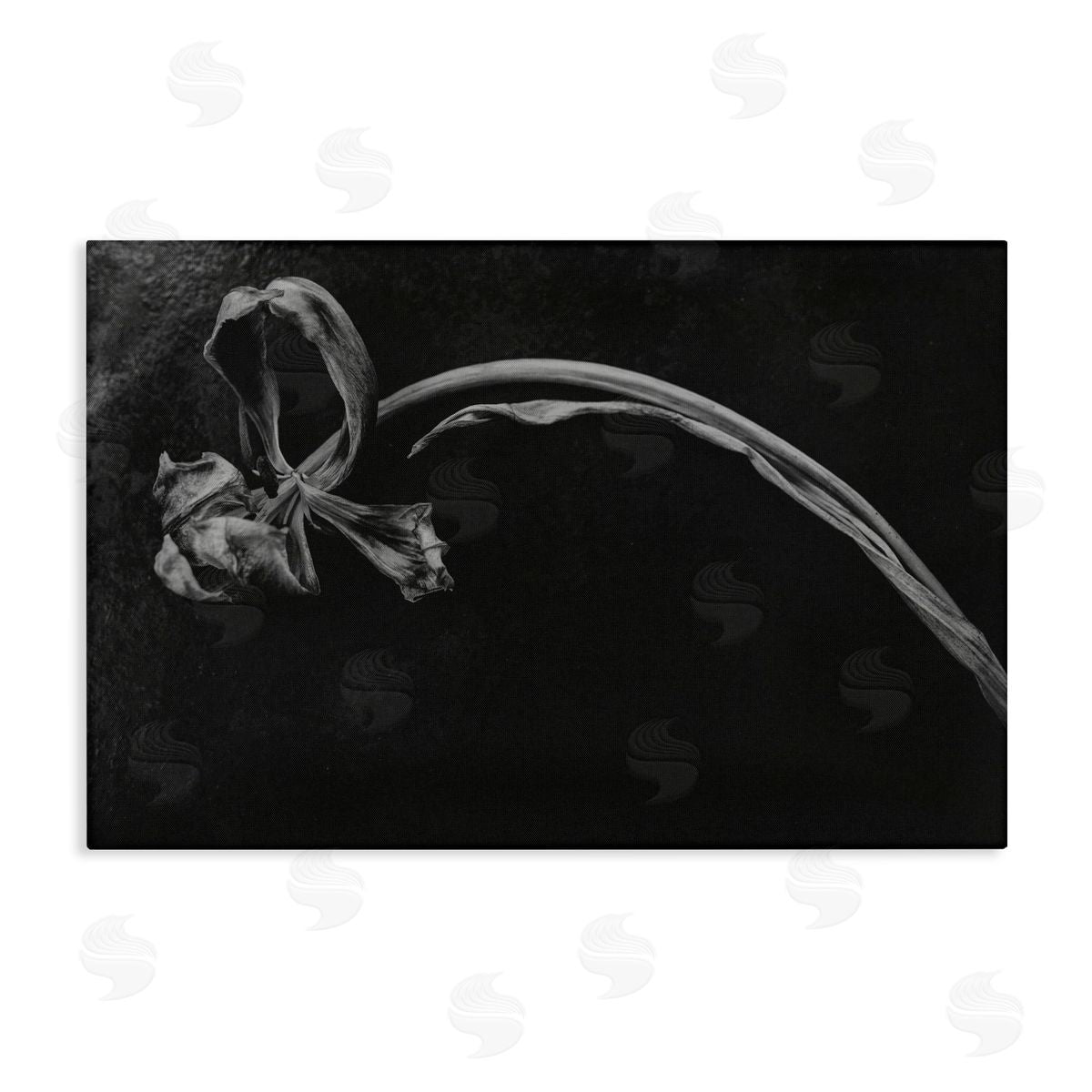 Amy Carroll Soft Collapse Flower Canvas Wall Art Print