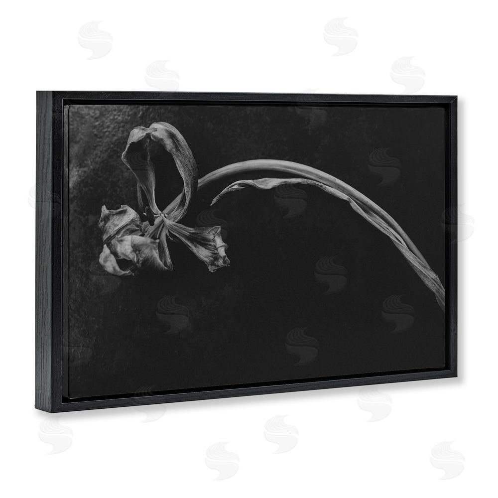 Amy Carroll Soft Collapse Flower Black Floating Frame Canvas Wall Art Print