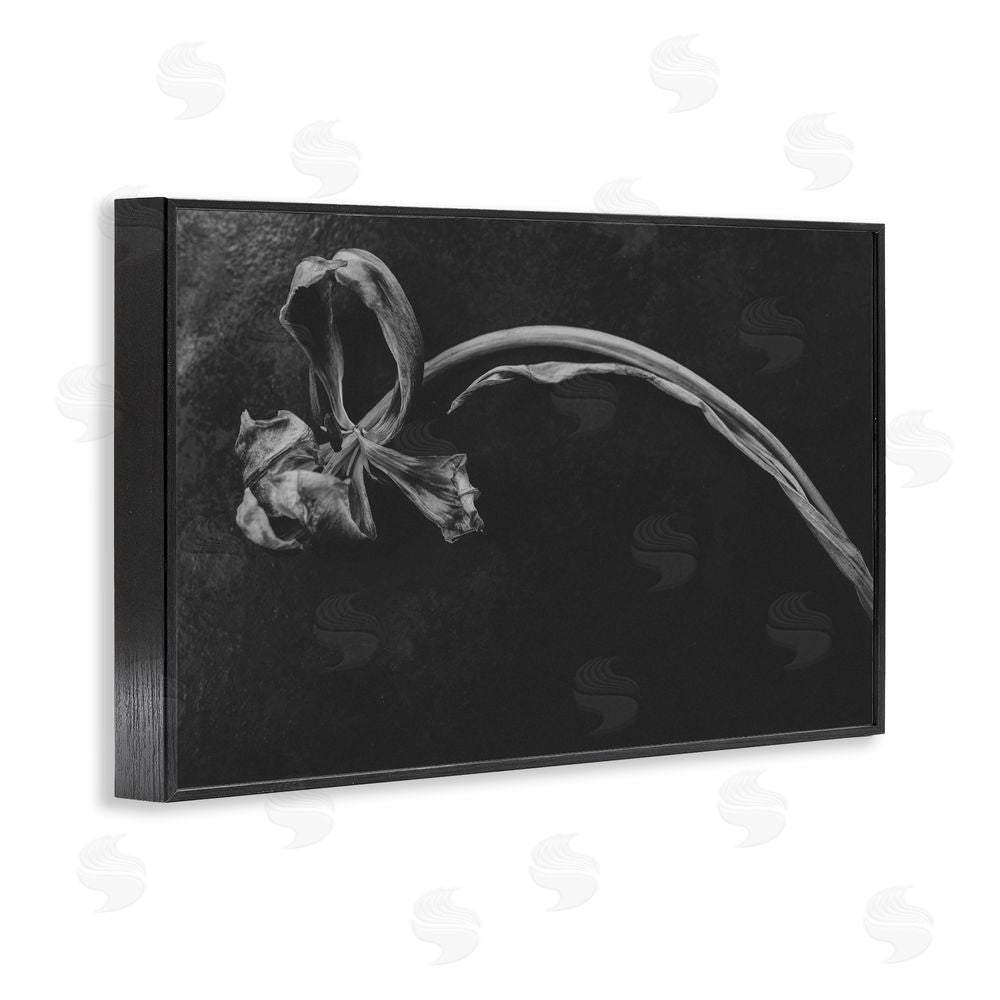 Amy Carroll Soft Collapse Flower Black Framed Giclee Wall Art Print