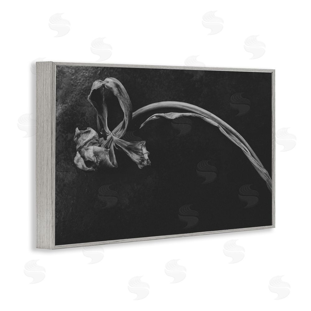 Amy Carroll Soft Collapse Flower Gray Framed Giclee Wall Art Print