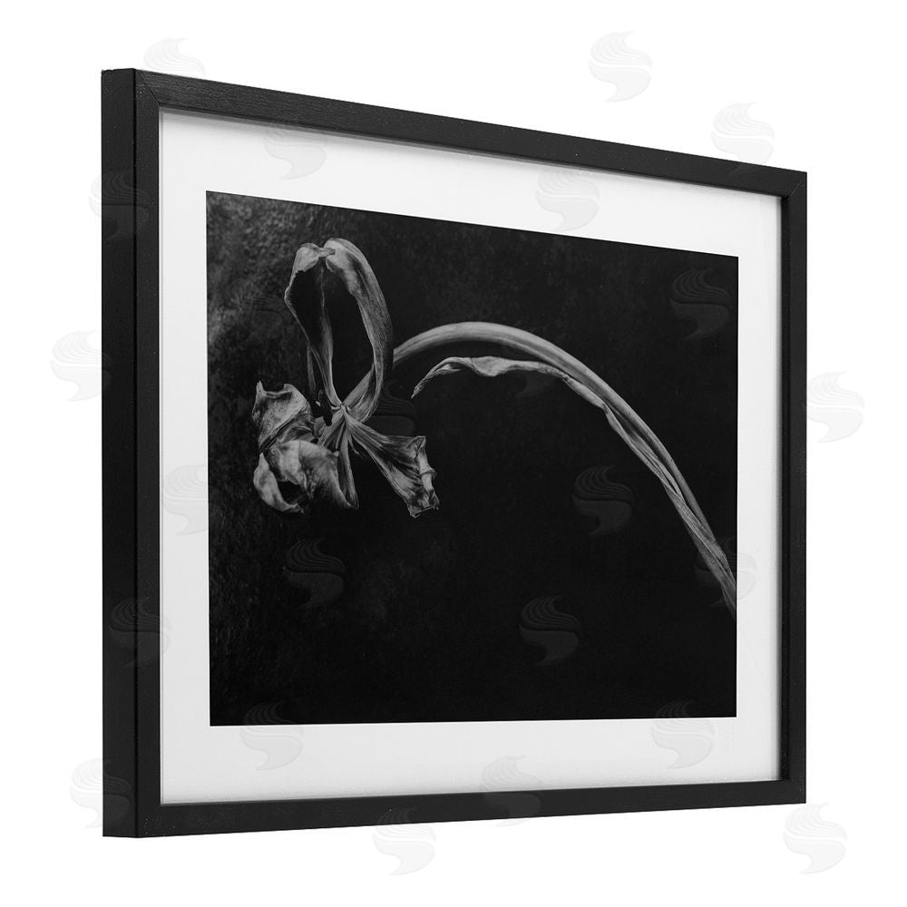 Amy Carroll Soft Collapse Flower Black Framed Print Under Glass with White Mat Wall Art