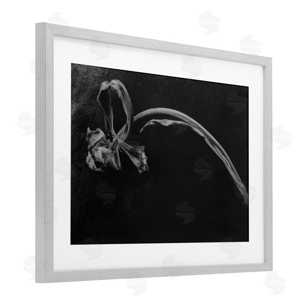 Amy Carroll Soft Collapse Flower Gray Framed Print Under Glass with White Mat Wall Art