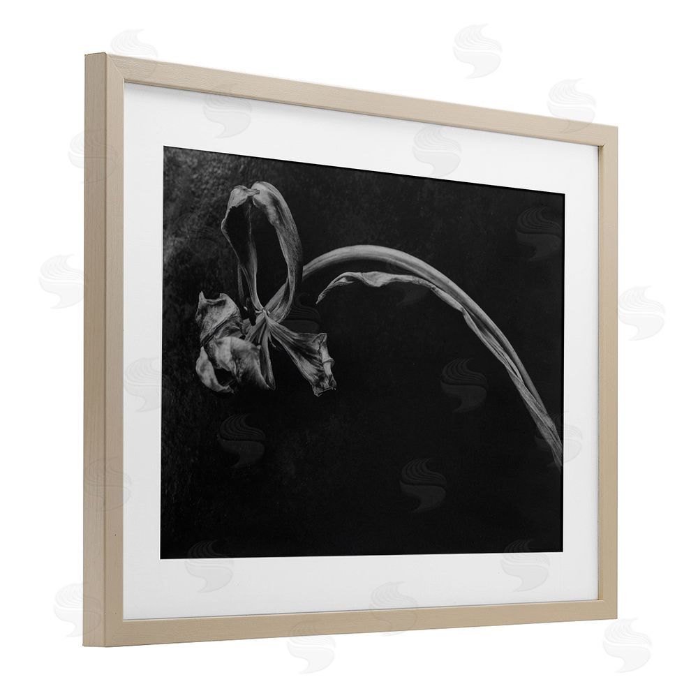 Amy Carroll Soft Collapse Flower Birch Framed Print Under Glass with White Mat Wall Art