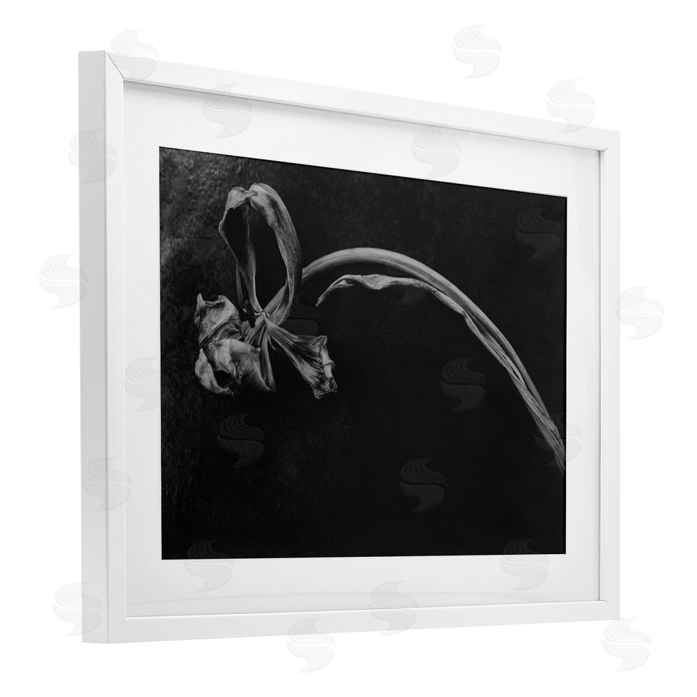 Amy Carroll Soft Collapse Flower White Framed Print Under Glass with Mat Wall Art