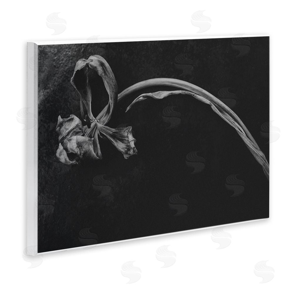 Amy Carroll Soft Collapse Flower Wall Plaque Art Print