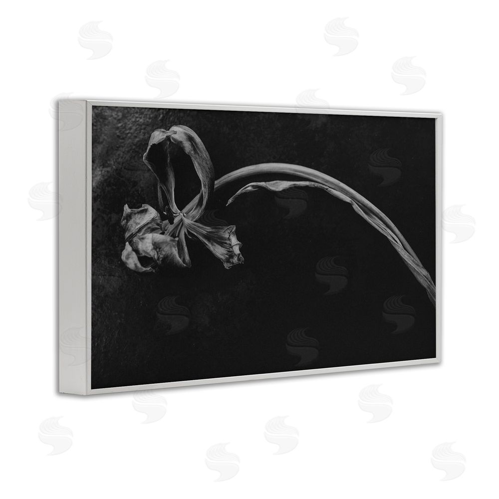 Amy Carroll Soft Collapse Flower White Framed Giclee Wall Art Print