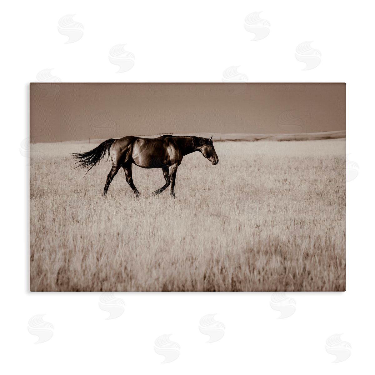 Christy Berry Dashing Montana Stallion Canvas Wall Art Print