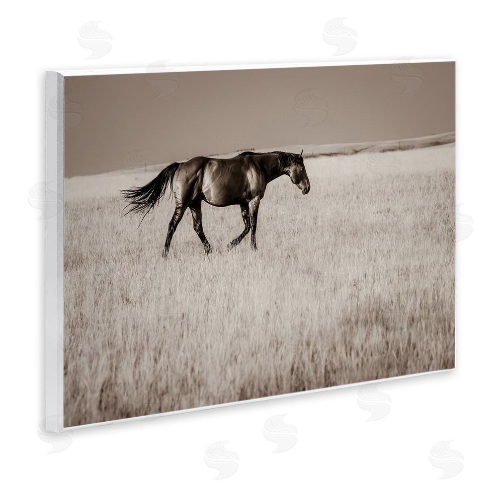 Christy Berry Dashing Montana Stallion Wall Plaque Art Print
