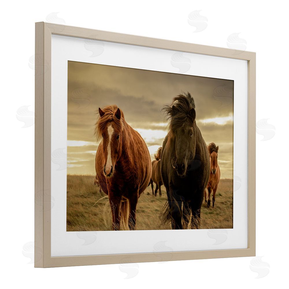 Christy Berry Icelandic Afterglow Horses Birch Framed Print Under Glass with White Mat Wall Art