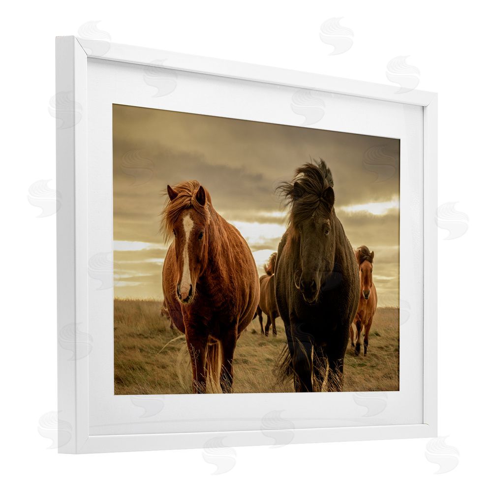 Christy Berry Icelandic Afterglow Horses White Framed Print Under Glass with Mat Wall Art