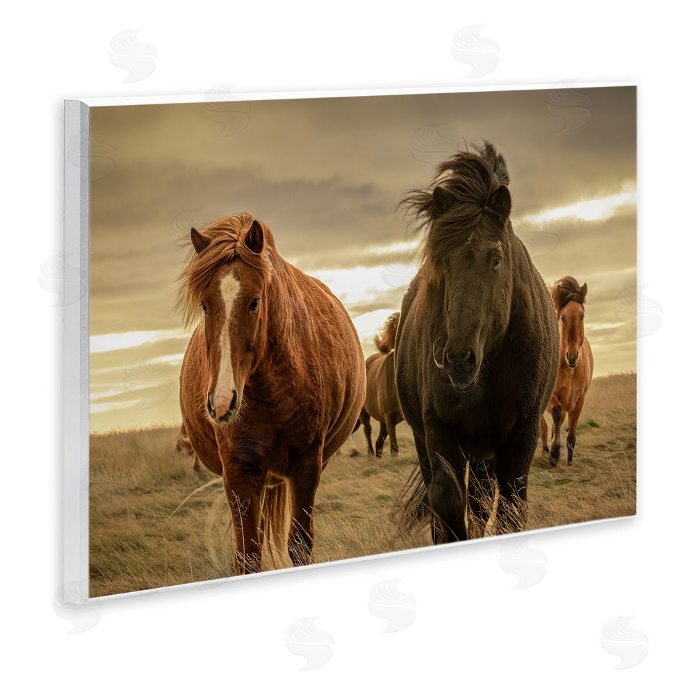 Christy Berry Icelandic Afterglow Horses Wall Plaque Art Print