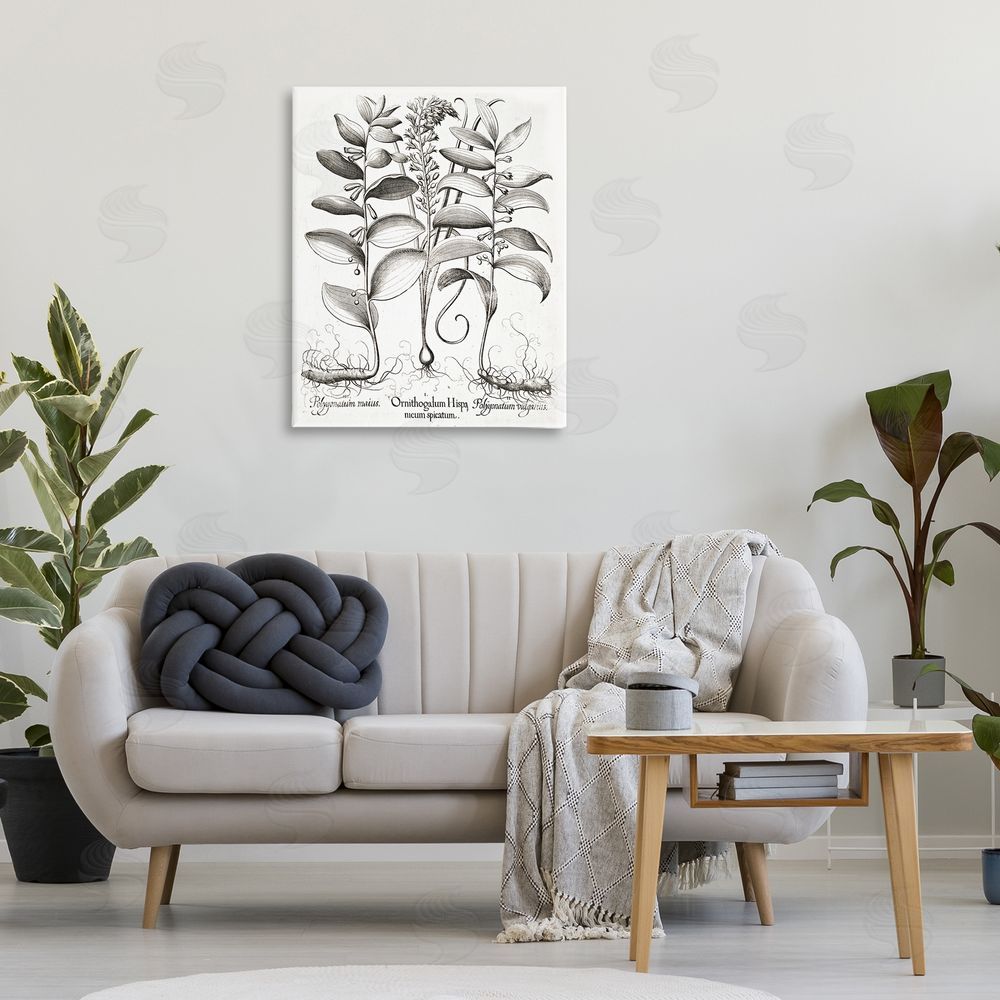 Lettered and Lined Vintage Botanical Root Study Stretched Canvas Wall Art Print in Room