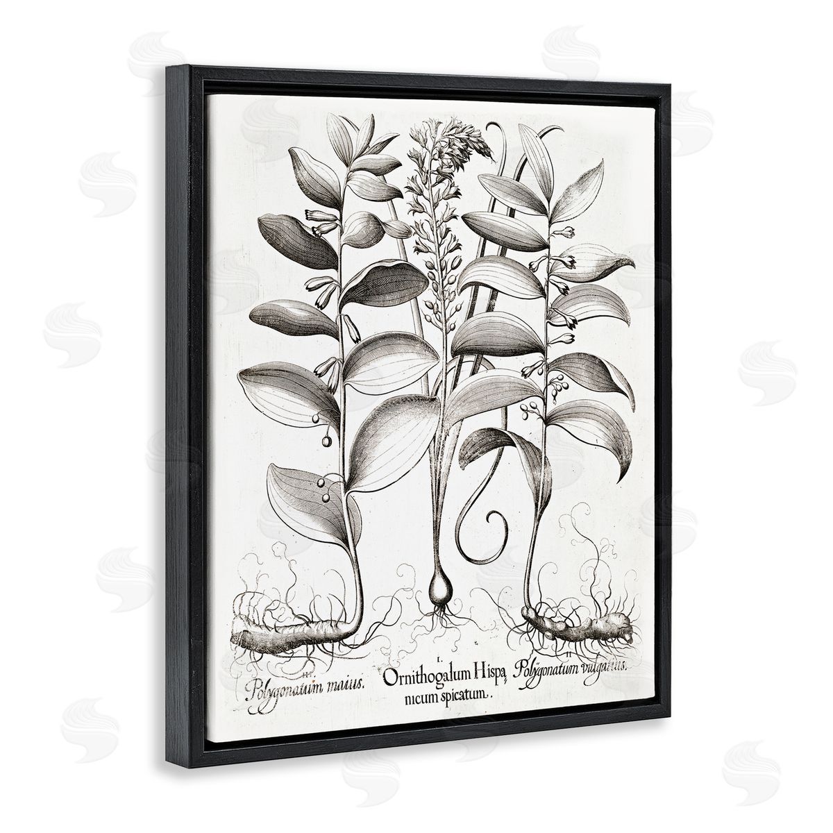 Lettered and Lined Vintage Botanical Root Study Black Floating Frame Canvas Wall Art Print